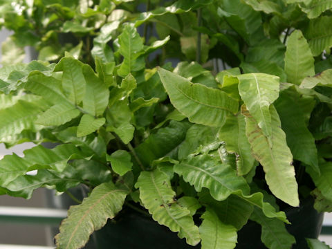 Thelypteris liukiuensis