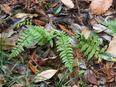 Dryopteris dickinsii