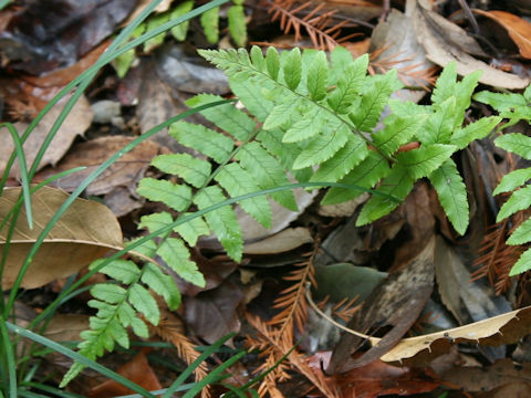 Dryopteris dickinsii