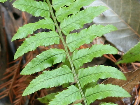 Dryopteris dickinsii