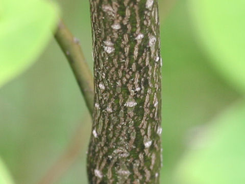 Lindera umbellata var. mambranacea