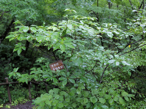 Lindera umbellata var. mambranacea
