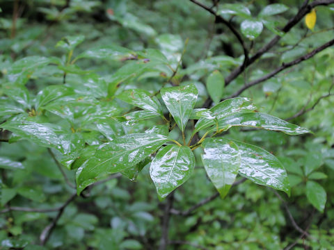 Lindera umbellata var. mambranacea