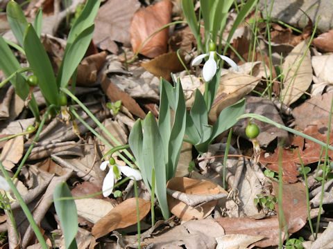 Galanthus elwesii