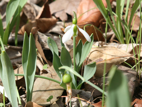 Galanthus elwesii
