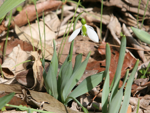 Galanthus elwesii