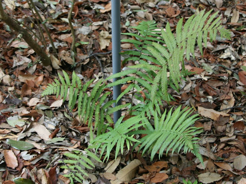 Dryopteris lunanensis