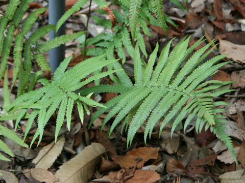 Dryopteris lunanensis