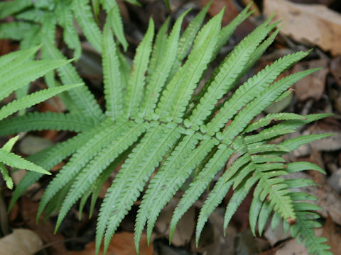 Dryopteris lunanensis