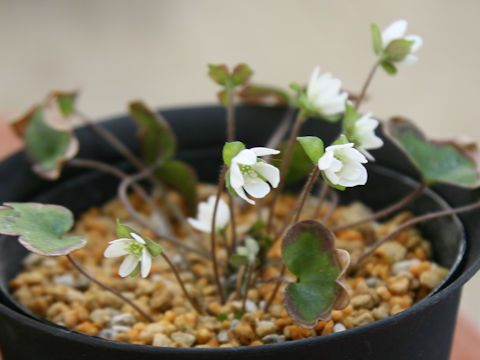 Hepatica nobilis var. japonica f. magna