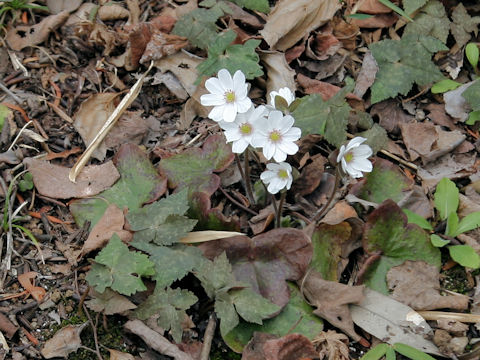 Hepatica nobilis var. japonica f. magna