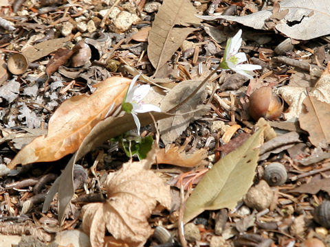 Hepatica nobilis var. japonica f. magna