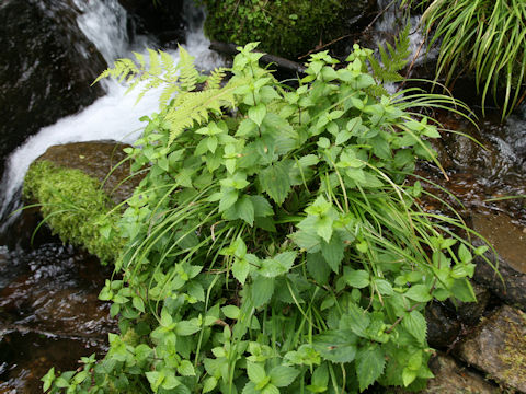 Mimulus sessilifolius