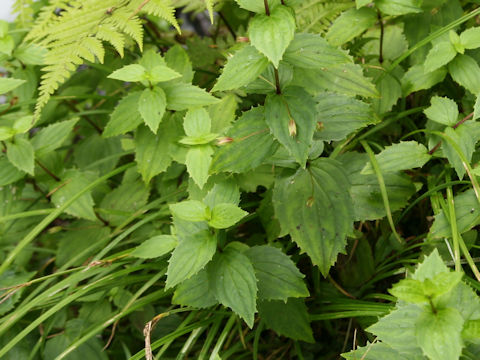 Mimulus sessilifolius