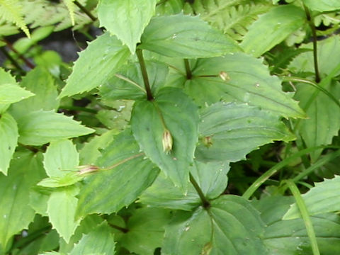 Mimulus sessilifolius