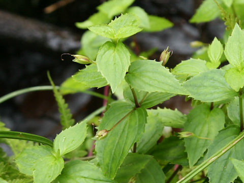 Mimulus sessilifolius