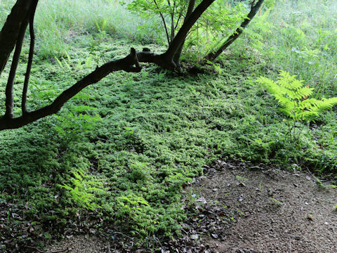 Sphagnum palustre