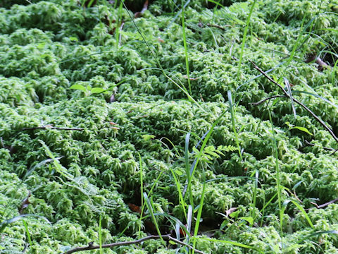 Sphagnum palustre