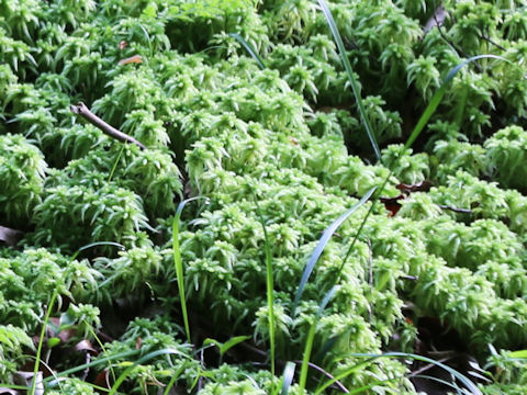 Sphagnum palustre