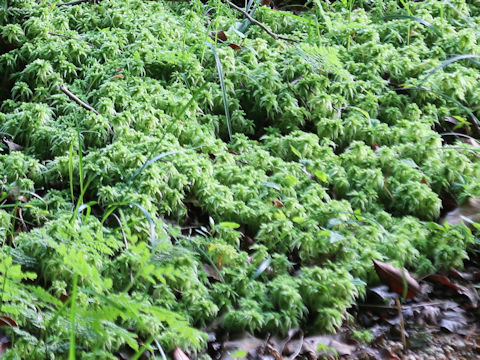 Sphagnum palustre