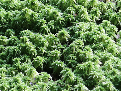 Sphagnum palustre