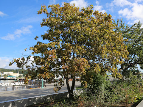 Acer amoenum