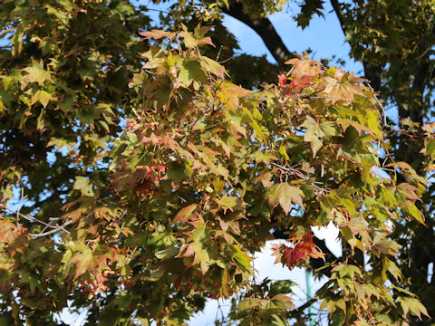 Acer amoenum