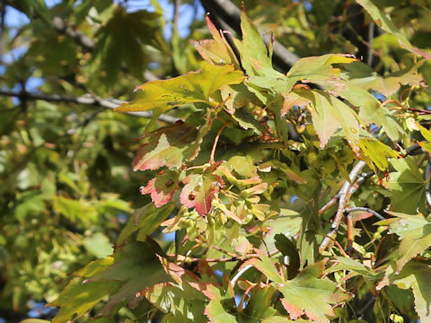 Acer amoenum