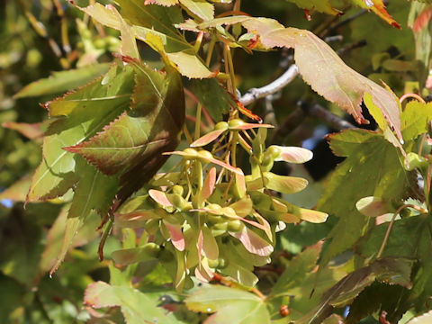 Acer amoenum