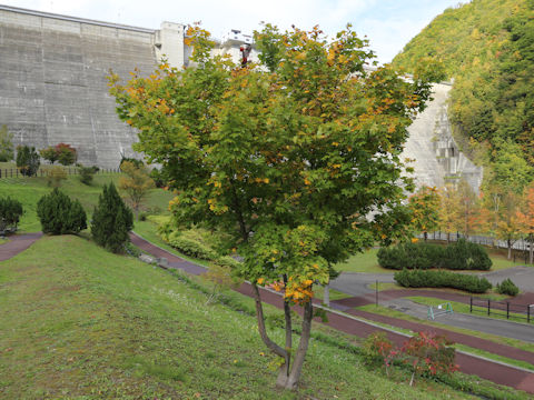 Acer amoenum