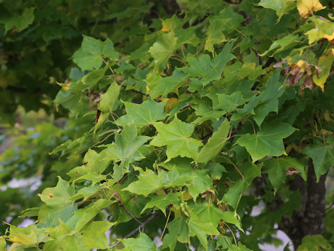 Acer amoenum