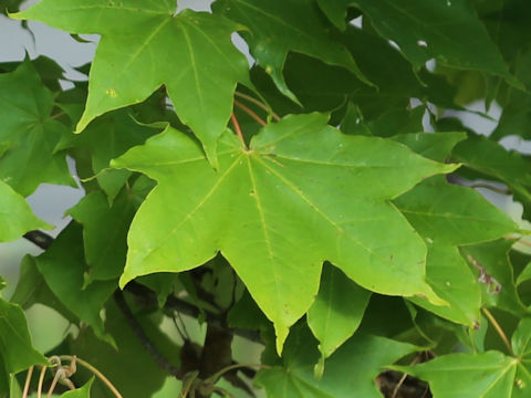 Acer amoenum