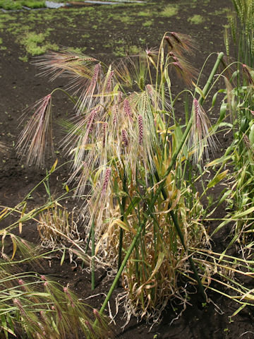 Hordeum vulgare