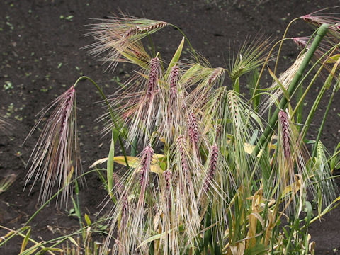 Hordeum vulgare