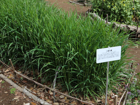 Hordeum vulgare