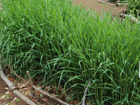 Hordeum vulgare