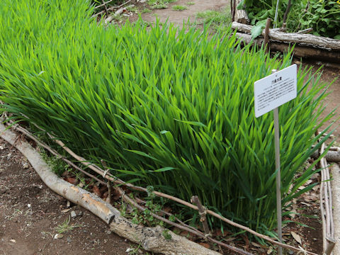 Hordeum vulgare