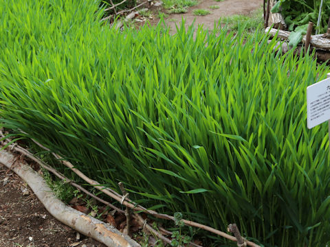Hordeum vulgare