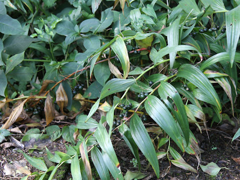 Polygonatum macranthum