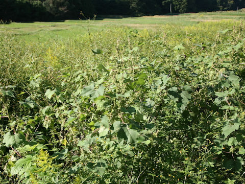 Xanthium occidentale