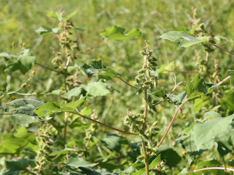 Xanthium occidentale