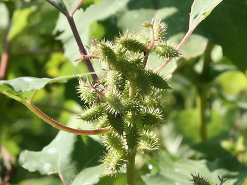 Xanthium occidentale