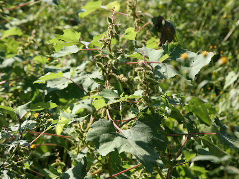 Xanthium occidentale