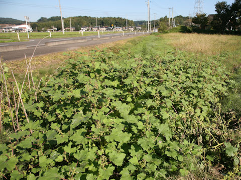 Xanthium occidentale