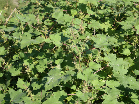 Xanthium occidentale