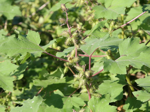 Xanthium occidentale