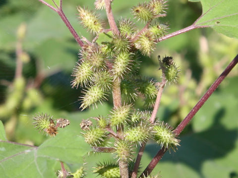 Xanthium occidentale