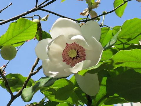 Magnolia sieboldii ssp. japonica