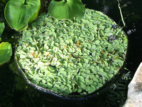 Salvinia molesta