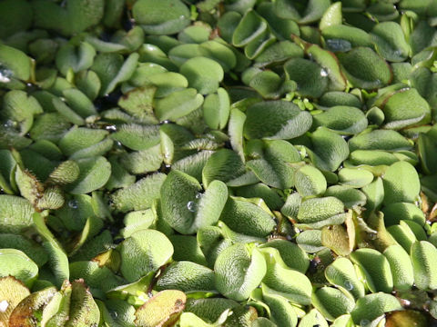 Salvinia molesta